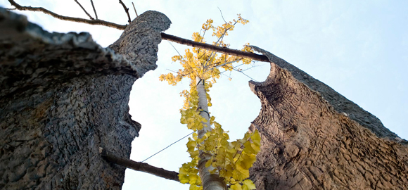 Penone Versailles Penone Versailles