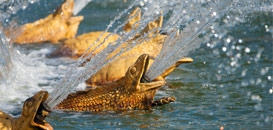 Lézards et tortues du bassin de Latone © EPV / Th. Garnier