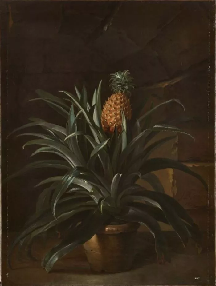Ananas dans un pot
